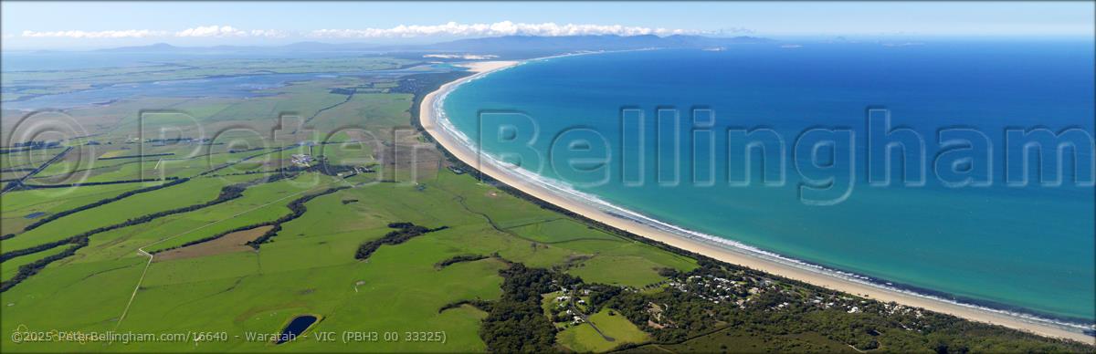 Peter Bellingham Photography Waratah - VIC (PBH3 00 33325)